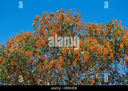 Arbutus Baum im Frühherbst mit schwer beladen Obst bei Deep Bay auf Vancouver Island, BC. Kanada. Stockfoto