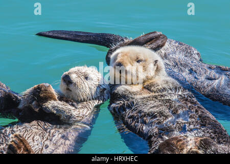 Sea Otter Mutter (Enhydra Ultras) schweben mit ihren Babys im Hafen von Morro Bay, Kalifornien USA Stockfoto