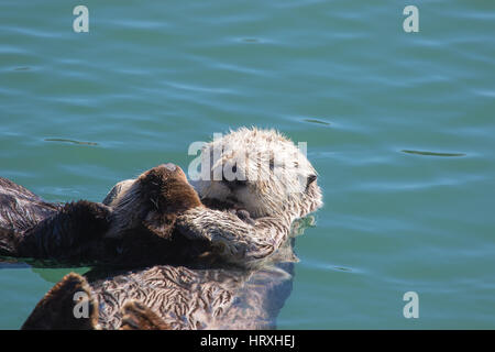 Sea Otter Mutter (Enhydra Ultras) schweben mit ihren Babys im Hafen von Morro Bay, Kalifornien USA Stockfoto