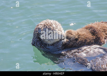 Seeottermutter (Enhydras ultras) schwimmt mit ihrem Baby im Hafen von Morro Bay, Kalifornien, USA Stockfoto