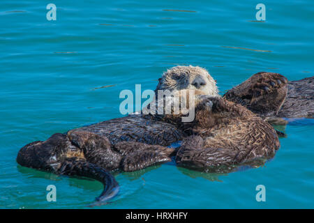 Sea Otter Mutter (Enhydra Ultras) schweben mit ihren Babys im Hafen von Morro Bay, Kalifornien USA Stockfoto