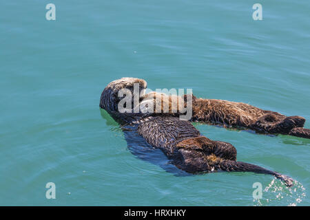 Sea Otter Mutter (Enhydra Ultras) schweben mit ihren Babys im Hafen von Morro Bay, Kalifornien USA Stockfoto