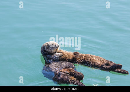 Sea Otter Mutter (Enhydra Ultras) schweben mit ihren Babys im Hafen von Morro Bay, Kalifornien USA Stockfoto