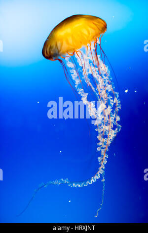 Gelbe Quallen im Meer. Stockfoto