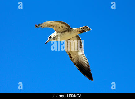 Möwe im Flug gegen blauen Himmel, California. Stockfoto