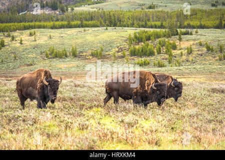 Herde von drei Bisons Wandern im Tal Stockfoto