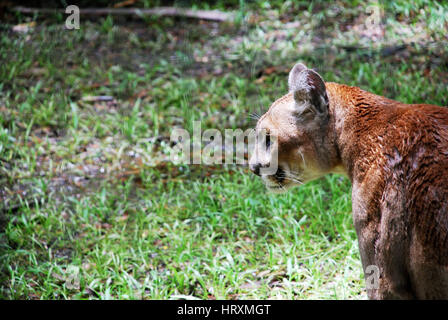 Vom Aussterben bedrohten Florida Panther, Babcock Ranch, FL Stockfoto