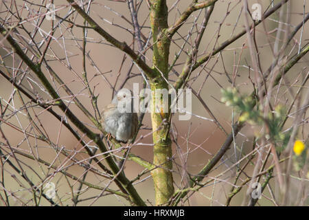 Heckenbraunelle (Prunella Modularis) thront in Baum Stockfoto