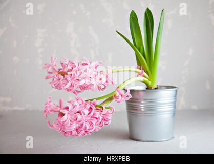 Lebendige rosa Hyazinthe Blume auf grauem Stein konkrete Hintergrund Stockfoto