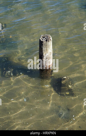 Meer und Sand in Whangarei, Neuseeland Stockfoto