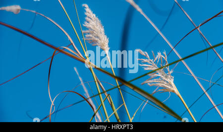 Sorghastrum indische Graspflanzen Stockfoto