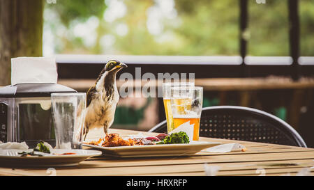 Indische Myna Reste Essen Stockfoto