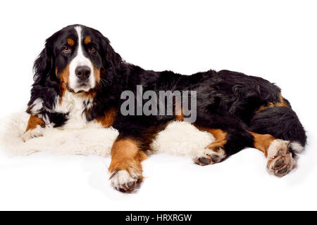 Berner Sennenhund vor einem weißen Hintergrund Stockfoto
