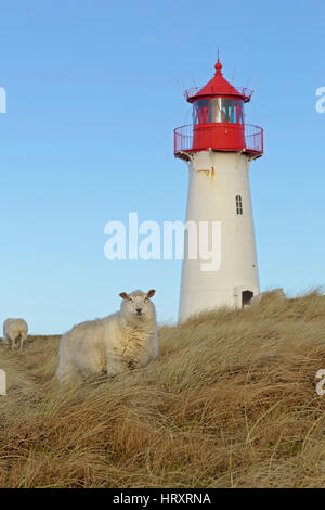 Leuchtturm Liste West, Ellenbogen, Sylt, Nordfriesland, Deutschland, Nordeuropa Stockfoto