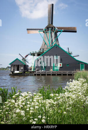 Holländische Windmühlen in Zaanse Shans in den Niederlanden mit Wildblumen im Vordergrund. Stockfoto