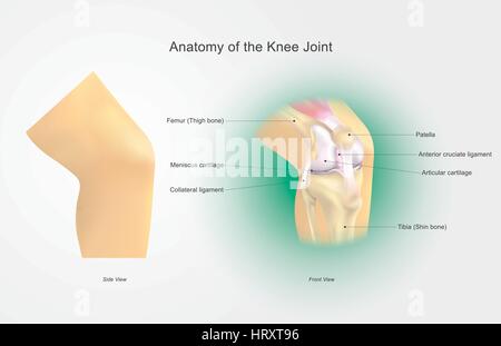 Das Kniegelenk verbindet den Oberschenkel mit dem Bein und besteht aus zwei Artikulationen: zwischen Femur und Tibia, und zwischen dem Oberschenkelknochen und Kniescheibe. Stock Vektor