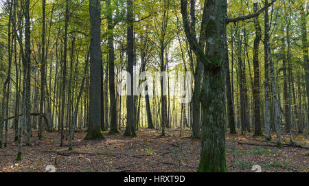 Herbstliche Laub Stand morgens mit alte Hainbuche Baumstamm im Vordergrund, Białowieża Wald, Polen, Europa Stockfoto