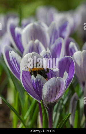 Krokus 'Pickwick' Stockfoto