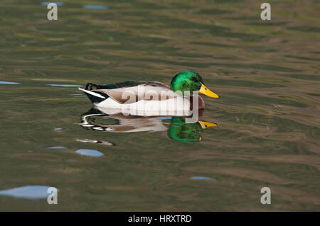 Stockenten (Anas platyrhynchos) im Nemi-See, Latium, Italien Stockfoto