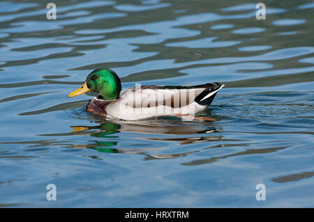 Stockenten (Anas platyrhynchos) im Nemi-See, Latium, Italien Stockfoto