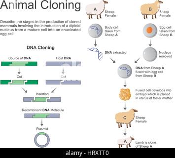 Klonen, ist die jüngste Entwicklung der assistierten Zuchtauslese in der Tierhaltung. Das Klonen von Tieren ist eine zuverlässige Weise reproduzieren überlegene liv Stock Vektor