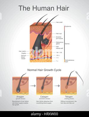 Haar folgt einen bestimmten Wachstumszyklus mit drei Phasen unterschiedliche und gleichzeitige Anagen, katagene und Telogenphase Phasen. Jede Phase hat spezifische ausgenützt Stock Vektor