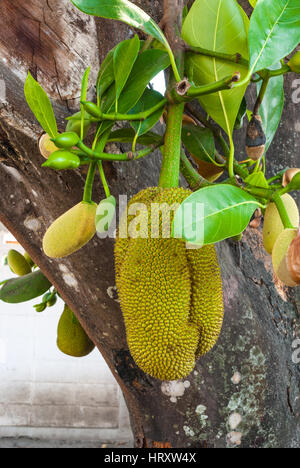 Closeup, frische Jackfruit Baum hängen Stockfoto