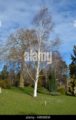 Bäume und Krokusse im Botanischen Garten im Frühling, clarkehouse Road, Sheffield, South Yorkshire, s 10, England, UK Vereinigtes Königreich, Europa. Stockfoto