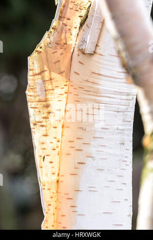 Betula Utilis Jacquemontii "silver Shadow" Stockfoto