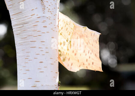 Betula Utilis Jacquemontii "silver Shadow" Stockfoto