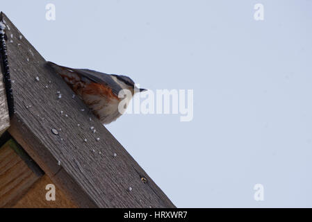 Urasian Kleiber oder Holz Kleiber (Sitta Europaea) ist ein kleiner Singvogel Vogel gefunden in gemäßigten Asien und in Europa. Stockfoto