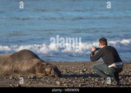 Mann, der ein Foto von einem See-Elefant an einem Strand in Zentral-Kalifornien mit einem Smartphone. Stockfoto