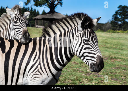 Ebenen Zebra (Equus Quagga) oder Burchell Zebra (Equus Burchelli) Eastern Cape, Südafrika Stockfoto