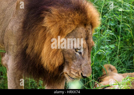 Porträt von männlichen Löwen mit Partnerin in dem dichten Rasen-Krüger Nationalpark-Südafrika Stockfoto