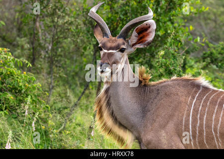Kudu Antilope, Krüger Nationalpark, Südafrika Stockfoto