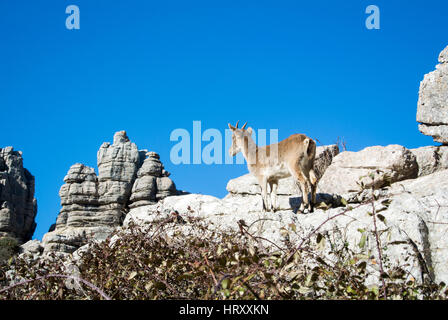 Eine wilde Ziege im Naturpark El Torcal de Antequera in der Provinz Malaga, Spanien. Stockfoto