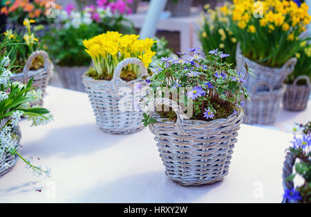 Blühende Margeriten in einem Korb auf einem weißen Tisch. Stockfoto