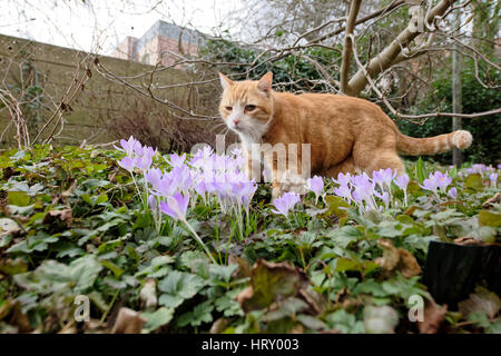 Yujing, Katze im Garten. Linden Hannover. Stockfoto