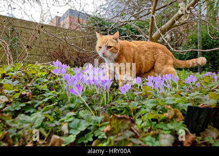 Yujing, Katze im Garten. Linden Hannover. Stockfoto