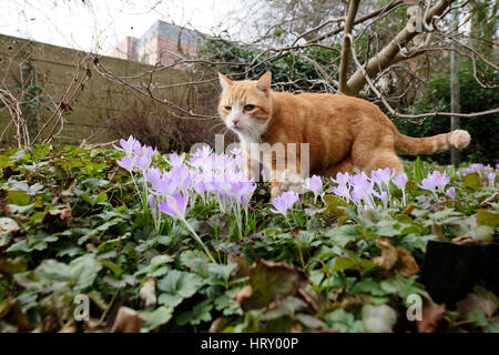 Yujing, Katze im Garten. Linden Hannover. Stockfoto