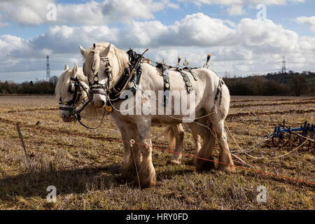 Shire Pferde bei einem Pflügen Spiel in Trowbridge, Wiltshire, England, Großbritannien Stockfoto