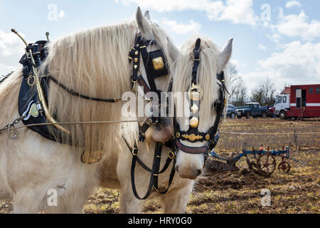 Shire Pferde bei einem Pflügespiel in Trowbridge, Wiltshire, England, Großbritannien Stockfoto