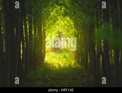 Gehweg durch Baum Tunnel bei Sonnenuntergang. Bunte Landschaft mit Weg, Bäume, Pflanzen, Laub und gelben Sonnenlicht. Frühling-Wald. Natur-Hintergrund Stockfoto