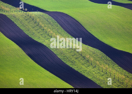 Wellige Wiesen in Südmähren, Tschechien. Gestreiften Hügel bei Sonnenuntergang im Frühling. Minimalistische Landschaft mit Blüte grünen Rasen Stockfoto