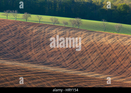 Minimalistische Landschaft mit gestreiften welligen Feldern von Süd-Mähren bei Sonnenuntergang. Abstrakte Natur Hintergrund mit braunen Boden und Bäumen. Ins Rollen Stockfoto