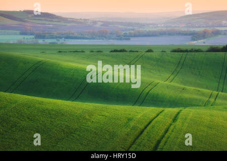 Wellige Wiesen in Südmähren, Tschechien. Gestreifte sonnigen Hügeln bei Sonnenuntergang im Frühling. Minimalistische Landschaft mit Blüte grünen Rasen Stockfoto