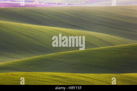 Wellige Wiesen in Südmähren, Tschechien. Gestreifte sonnigen Hügeln bei Sonnenuntergang im Frühling. Minimalistische Landschaft mit Blüte grünen Rasen Stockfoto