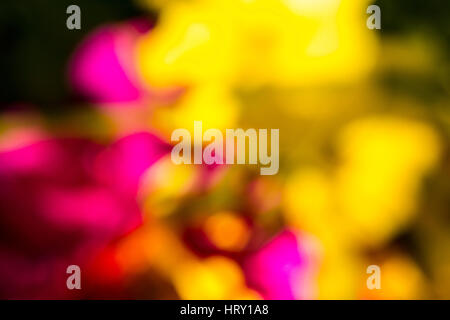 Aus Fokus rosa und gelbe Blumen für ein zusammengesetztes Hintergrundfoto Stockfoto