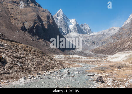 Pferde grasen auf den Himalaya-Bergen in der Nähe von Dole, Nepal Stockfoto