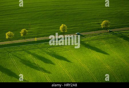 Landstraße mit Bäumen, Avenue, grünen Wiesen und lange Schatten, Klink, Mecklenburgische Seenplatte, Mecklenburger Seenplatte, Mecklenburg-Vorpomme Stockfoto